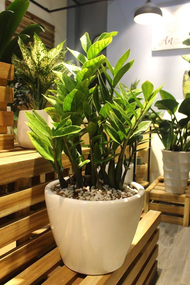cây cảnh trong nhà 