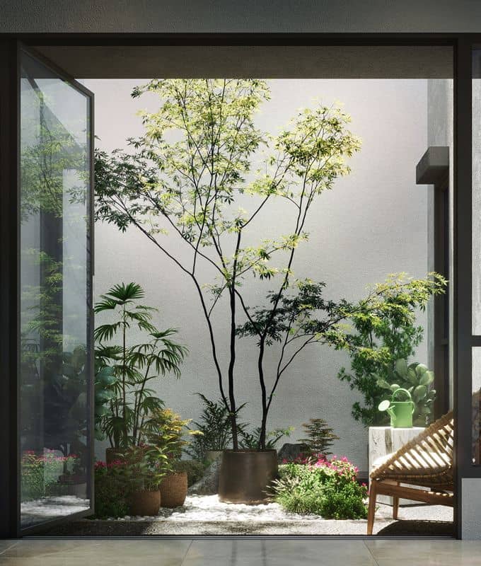 cây cảnh trong nhà 